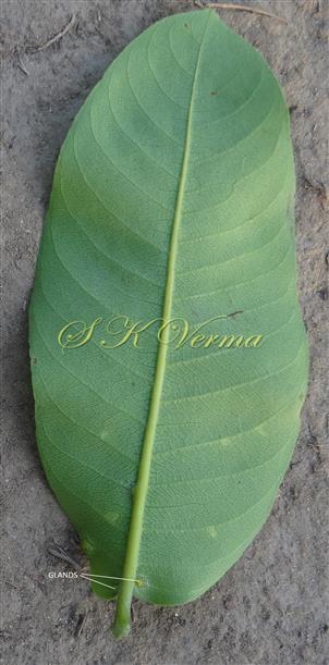  Leaf